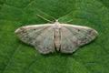 Idaea_biselata_jb7684s