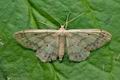 Idaea_biselata_jf3667s