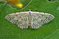 Idaea_camparia_jj3263s