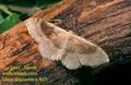 Idaea_degeneraria_843