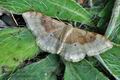 Idaea_degeneraria_bu8378