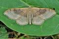 Idaea_degeneraria_ca0389