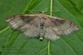 Idaea_degeneraria_ch9142s