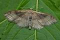 Idaea_degeneraria_ch9142s