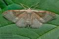 Idaea_degeneraria_cs9576s