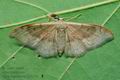 Idaea_degeneraria_cx7211s