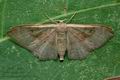 Idaea_degeneraria_cy3100s