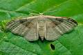 Idaea_degeneraria_jc8041s