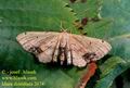 Idaea_dimidiata_2674