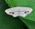 Idaea_dimidiata_bk6551