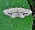 Idaea_dimidiata_bk6558