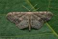 Idaea_dimidiata_cv1640s