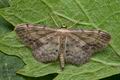 Idaea_dimidiata_cv1650s