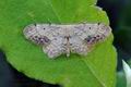 Idaea_dimidiata_hz9189