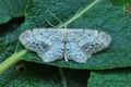 Idaea_dimidiata_hz9192