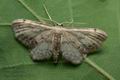Idaea_dimidiata_jb3955s