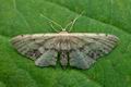 Idaea_dimidiata_jb7618s