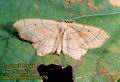 Idaea_emarginata_2676