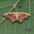 Idaea_emarginata_al5263