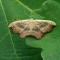 Idaea_emarginata_al5355