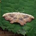 Idaea_emarginata_al5367