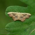 Idaea_emarginata_al5375