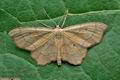 Idaea_emarginata_jc0720s