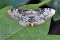 Idaea_filicata_bv0136