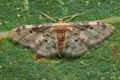 Idaea_filicata_cy5182s