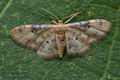 Idaea_filicata_cy8563s