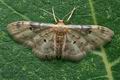 Idaea_filicata_cy8573s