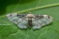 Idaea_filicata_ja0860s