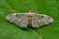 Idaea_filicata_jc7657s