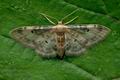 Idaea_filicata_jc8070s