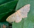 Idaea_fuscovenosa_10825