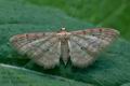 Idaea_fuscovenosa_ck5803s