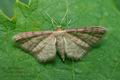 Idaea_humiliata_cv2185s