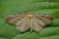 Idaea_humiliata_jd9083s