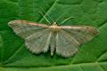 Idaea_humiliata_jf3173s