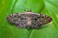 Idaea_inquinata_cz2610s