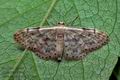 Idaea_inquinata_cz2626s