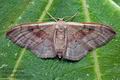 Idaea_laevigata_cp3089s