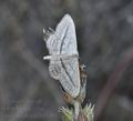 Idaea_mediaria_bg4703