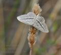 Idaea_mediaria_bg4705