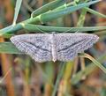 Idaea_mediaria_bg9923