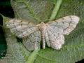 Idaea_moniliata_10808