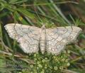 Idaea_moniliata_ac1178