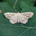 Idaea_moniliata_al2309