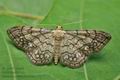 Idaea_moniliata_jb3537s