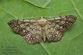 Idaea_moniliata_jb3552s